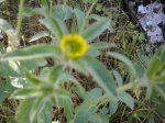 Pallenis sp particolare